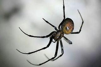 Až sedm centimetrů rozpětí nohou. Obří pavouk žijící v temnotách. Seznamte se s metou temnostní - Médium.cz