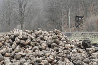 Kdo nás ohrožuje více? Myslivci, nebo divoká prasata? - Médium.cz