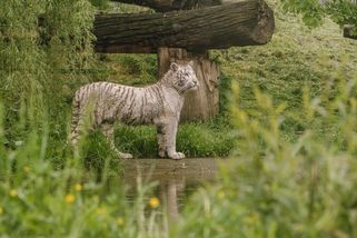 Tygřice Ramba z chovu Karla Vémoly má chirurgicky odstraněné drápy na předních končetinách - Ekolist.cz