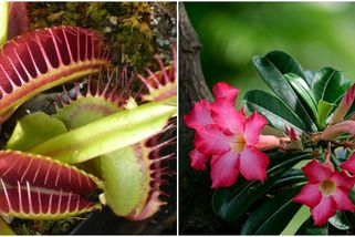 Neobvyklé, ale zajímavé pokojové rostliny pro rok 2022. Dokážou prozářit jakoukoli místnost v domácnosti