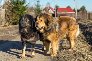 Seznam nejdražších psích plemen pro rok 2024: Na TYTO konkrétní si připravte velký obnos, nejsou pro každého. Pro mě č. 4 bylo obrovským překvapením