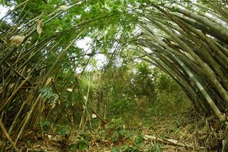 Smrtící bambusy vietnamské - Médium.cz