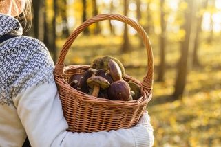 Houby za miliardy. V některých zemích by Češi za svou vášeň draze zaplatili - Seznam Zprávy