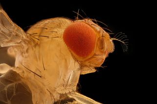 První kompletní kopie mozku v digitálním světě: Vědci simulují vědomí mouchy v umělém těle