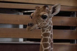 Je to zvědavec. Měsíční žirafí sameček Lenny Lu ve Dvoře Králové sílí. Podívejte se, jak se mu daří - Novinky