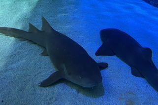 Jsi znalec všeho druhu? A co ti říkají zvířata. Opravdu znáš všechny?