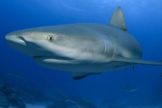 Na Jadranu se objevil žralok bílý - Novinky