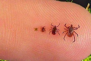 Chcete se vyhnout v roce 2023 kousnutím od klíšťat? Zde je jednoduchý armádní trik lesních vojáků. Ani jedno se k vám nepřiblíží