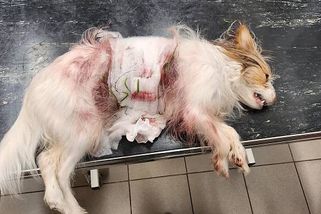 Útok psů na Čankovské vyšetřuje kriminálka. Polibte mi pr..., křičel majitel