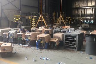 Američané nechali v Kábulu desítky služebních psů. Tálibové je nejspíš utýrají - Novinky