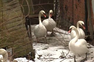 Labutí byznys v Praze: Obchodník si měl z Vltavy udělat velkosklad, ptáci stojí i 10 tisíc Kč