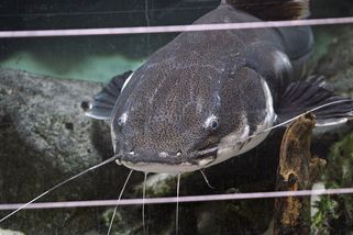 Rybář ulovil v Bodamském jezeře více než stokilového sumce - Novinky