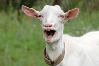 Kvíz: Česká přirovnání. Znáte je jako své boty, nebo jim rozumíte jako koza petrželi?