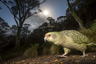 Kakapo soví: Nelétavý papoušek, který se vrací z pokraje vyhynutí