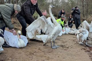 Záchranáři vypustili na písník uzdravené labutě, zranily se následkem tuhé zimy - Novinky