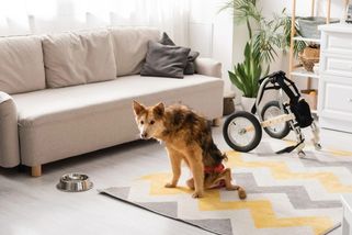 Jak zajistit, aby byl váš pes spokojený, i když odcházíte do práce každý den