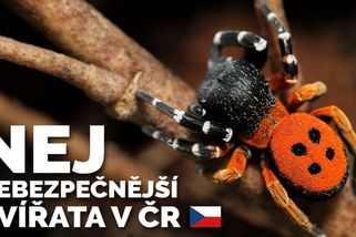 Nejjedovatější zvířata České republiky, na která můžete ve volné přírodě narazit | TOP 5 Zajímavosti