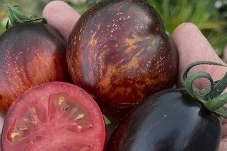 Zahrádkářský hit: Čarodějné rajče Gargamel nechytá plíseň a vydrží měsíce