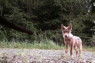 FOTO: Vlčata a vlci v Česku. Takto je zachytily fotopasti - Novinky
