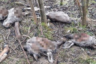 Uřezané hlavy laní prověřuje kriminálka. „Poškozuje nás to,“ tvrdí šéf myslivců - Seznam Zprávy