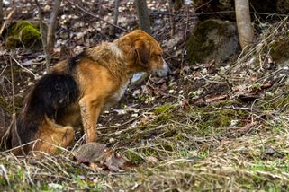 Pes se zlomeným srdcem čekal v lese a doufal, že si ho někdo všimne. Bývalý majitel mu udělal hroznou věc. Jenom při pomyšlení to vhání slzy do očí
