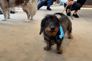 Pražská policie má nového výslechového psa - Novinky