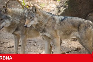 Vlk ohrožoval člověka, šelmy teď dostaly speciální obojky