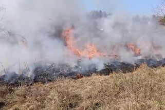 Ochranáři v Podyjí vypalovali louku, veřejnost této péči o krajinu nefandí - Novinky