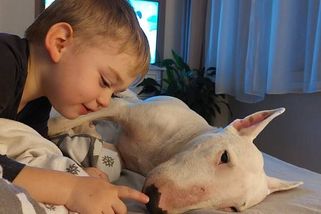 Chovatelka psů Babeta Štruncová: Bulteriéři jsou super dětské chůvy