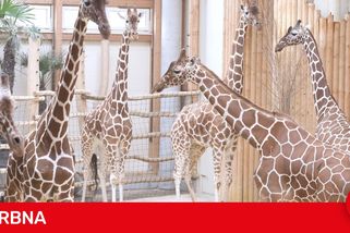 Utracení 48 žiraf je nejsmutnější kapitolou historie dvorské zoo