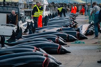 Masakr delfínů jako tradice. Reportáž ze „zábavy“, bez které se Faeřané neobejdou