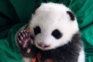 FOTO: Berlínská zoo poprvé představila senzační pandí dvojčata - Novinky