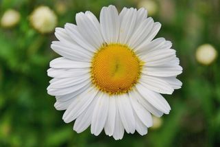 krajskelisty.cz/ustecky-kraj/34157-jak-jsem-provdal-mou-krasnou-a-moudrou-pani-komentar-stepana-chaba.htm