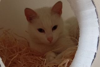 Liberec pomáhá v mrazech volně žijícím kočkám. Lidem pro ně rozdává teplé boudičky - Novinky