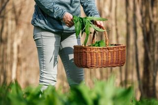 Češi vyrážejí do lesů pro medvědí česnek. Jedna chyba při sběru může být problém