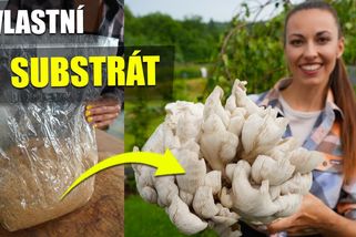 Levný substrát na houby doma? Ano, poradím jak na to | Šumavská houbička v lese