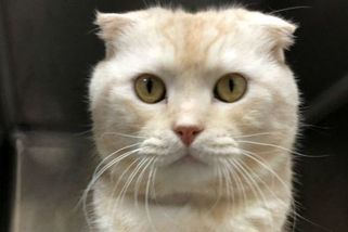 Kočky mají téměř 300 výrazů tváře - Novinky