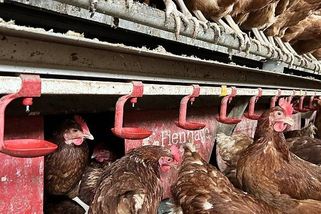 Rodina si pořídila plně autonomní kurník a Šťastná vajíčka jdou na dračku