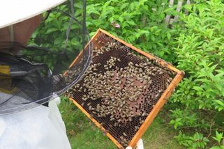 Pomoc včelařům. Vědci ověří nové možnosti boje proti varroáze