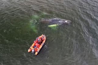 Stav velryby, která uvázla v zátoce na severu Německa, se zhoršil