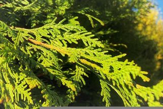 Než vysadíte živý plot z tújí, dvakrát si