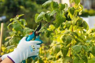 Kvíz pro zahrádkáře: Jestli alespoň občas hrábnete do hlíny, musíte ho zvládnout