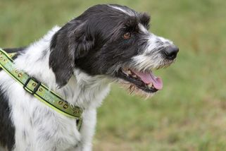 Prezidentův poradce na Srí Lance přistižen, jak sexuálně zneužívá psa. Udala ho přítelkyně - Novinky