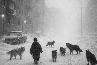 Čtyřletý hoch přežíval 2 roky na ulici jako člen psí smečky. Chránili ho proti mrazu i lidem - Médium.cz