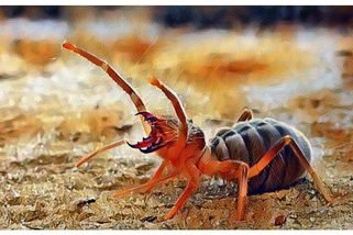 Nic pro arachnofobiky: běží i 16 km/h, jsou agresivní a kousnutí je velmi bolestivé. Solifugy - Médium.cz