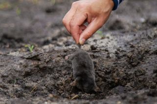 Jak se zbavit krtka? Ochránci přírody mají jasno – většina metod nefunguje, řešení ale existuje