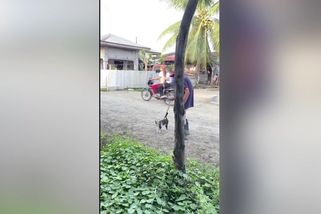 Věrnost až za hrob. Roztomilá kočka doprovází dědu o holi na procházce | Tady virál