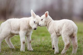 Česko chce zjednodušit pravidla pro rituální porážky. Nepřijatelné, namítají ochránci zvířat - Zvirecizpravy.cz