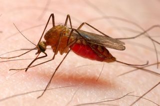 Vědci už vymysleli, jak vyhubit komáry na celé planetě. Ale chceme to? - Seznam Zprávy