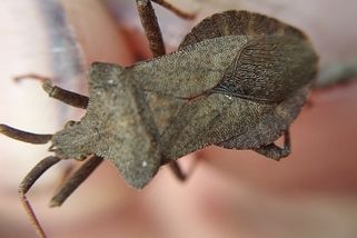 Poznáváte tohohle brouka? Jakmile ho zmerčíte u sebe doma, rychle se ho zbavte. Může u vás nadělat pořádnou paseku